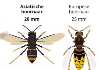 hoornaars vergelijken